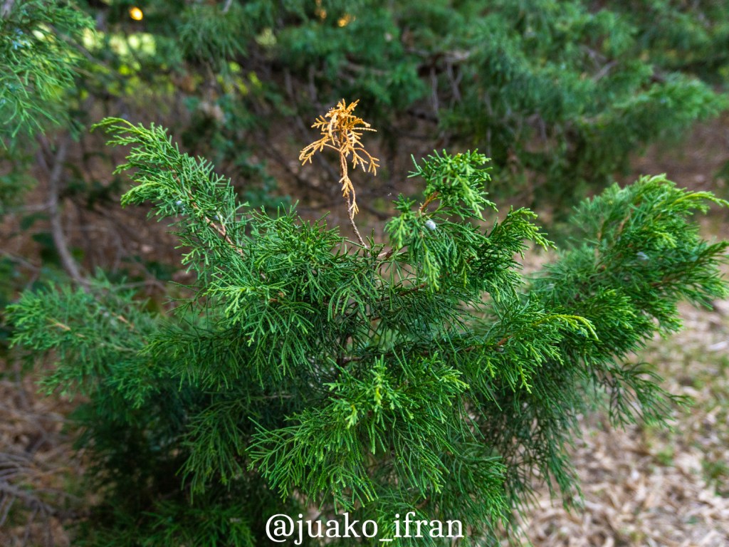 Infodemia y desmitificación como nuevos traductores de la realidad